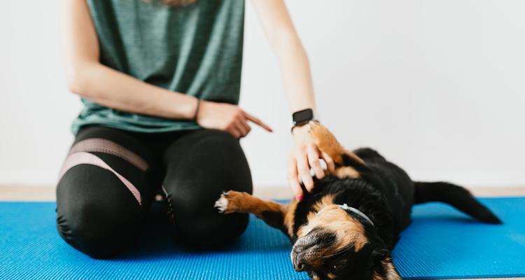 训练柴犬狗狗的服从性（通过科学训练让你的柴犬狗狗成为听话乖巧的好宠物）