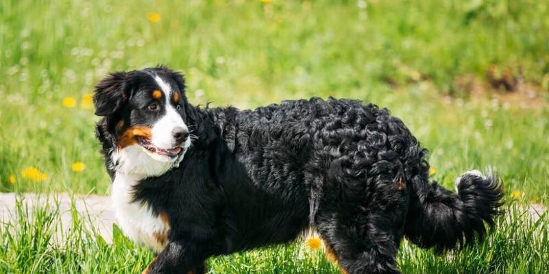 如何正确给伯恩山犬服药（宠物养护的小技巧，让服药变得简单易行）