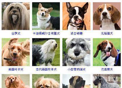 以西施犬——最具人气的宠物之一（了解以西施犬的特点排名，选择最适合自己的宠物）