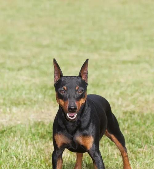 杜宾犬内心的真相（外表凶猛，内心温顺？以杜宾犬为例探讨宠物内心）