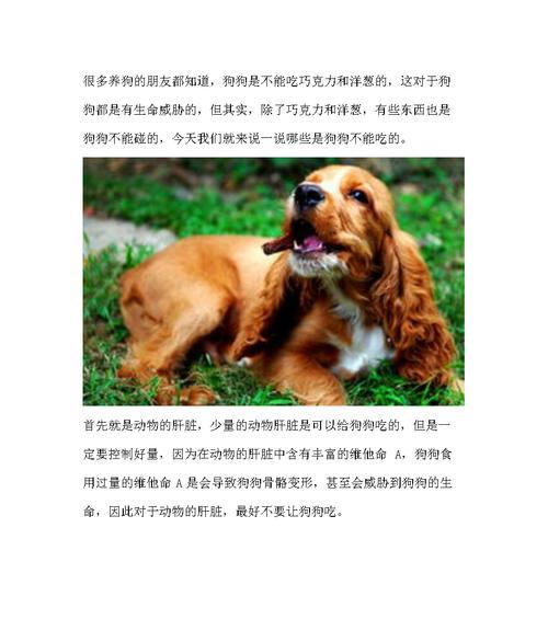 泰迪犬不能吃巧克力的原因（小巧美味的巧克力，却是泰迪犬的“禁果”）