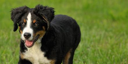 如何训练伯恩山犬听令即叫（以宠物为主，让伯恩山犬成为听话的好伙伴）