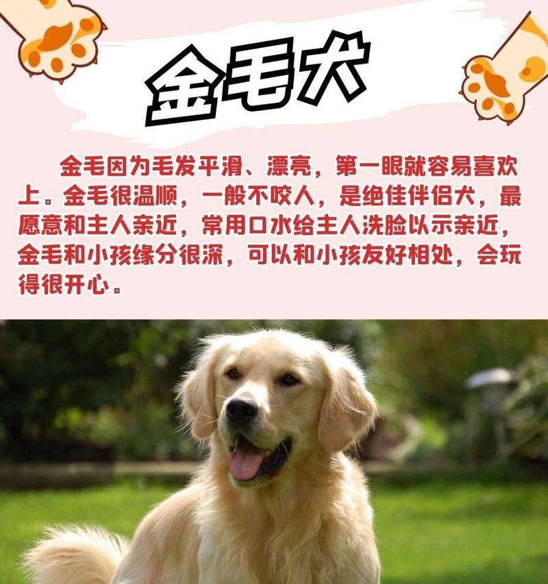 上班族如何合理饲养金毛犬（宠爱有方，健康生活）