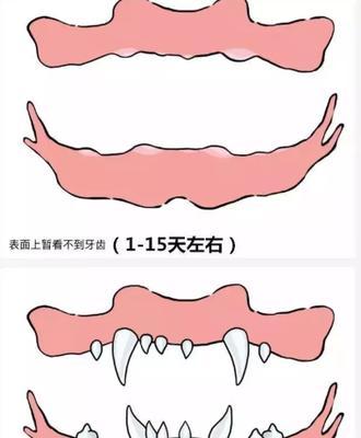 威尔士梗饲养指南（了解威尔士梗的习性和健康需求，让宠物健康快乐成长）