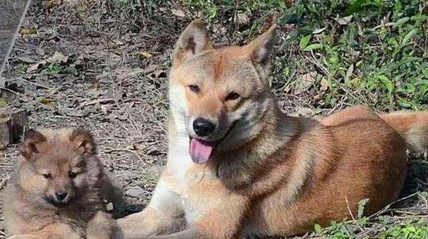 中华田园犬的饲养方法（做好饲养管理，让田园犬快乐健康）