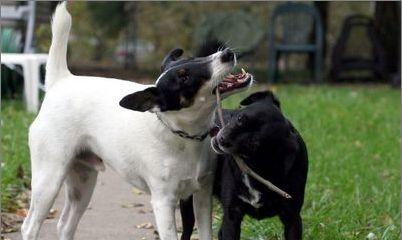 猎狐梗犬的饲养方法（善待你的小伙伴，健康快乐地成长）