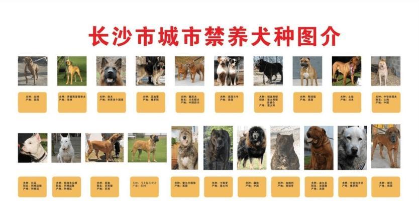 克龙弗兰德犬的饲养秘籍（一只快乐、健康、美丽的克龙弗兰德犬是这样养成的）