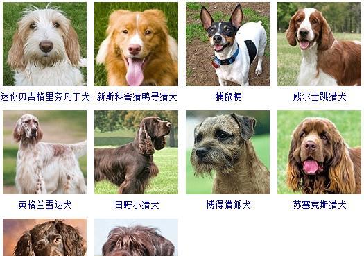 如何饲养健康的威尔士跳猎犬