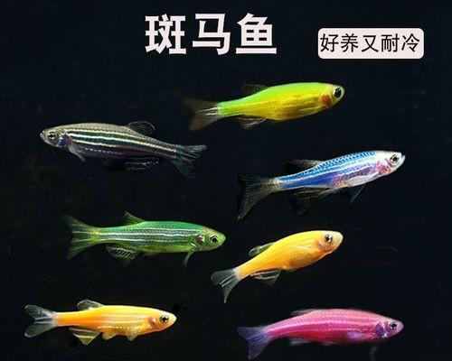 大斑马鱼的饲养方法（打造完美家庭水族箱）