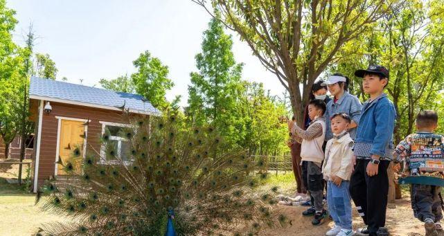 养鸽初学者必看！东方淑女鸽饲养方法详解（从选购到繁殖，一步步教你养好东方淑女鸽）