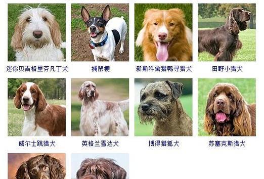 全面了解威尔士跳猎犬的饲养方法（了解宠物犬的特征及健康保养）