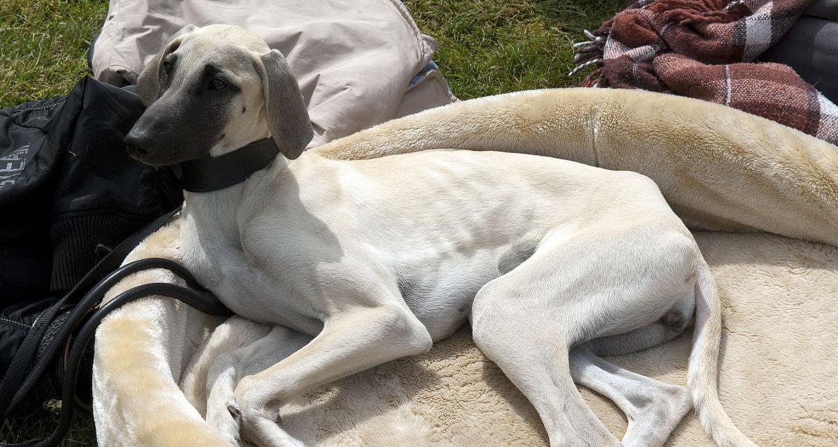 了解萨路基犬的饲养方法（提供全面的关怀和培育，让你的犬只健康快乐）