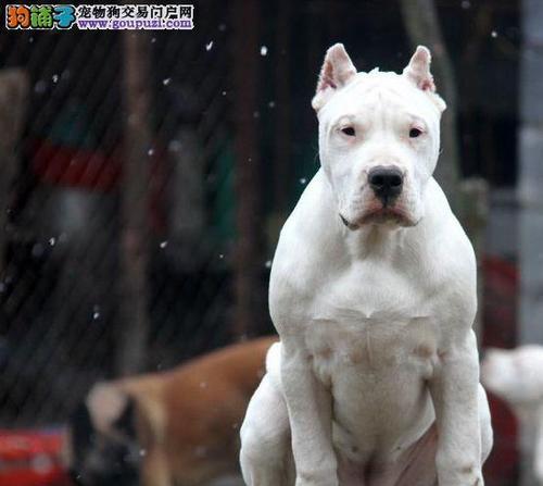 如何饲养健康的阿根廷杜高犬（全面了解阿根廷杜高犬的习性和饲养技巧）