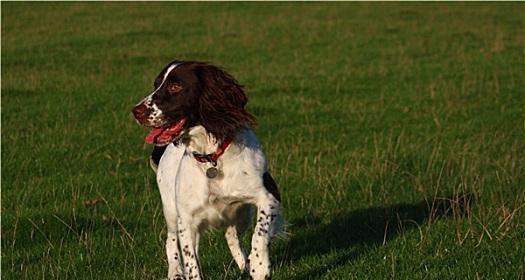 英国史宾格猎犬的完美饲养指南（让你的宠物成为你的忠实伙伴）