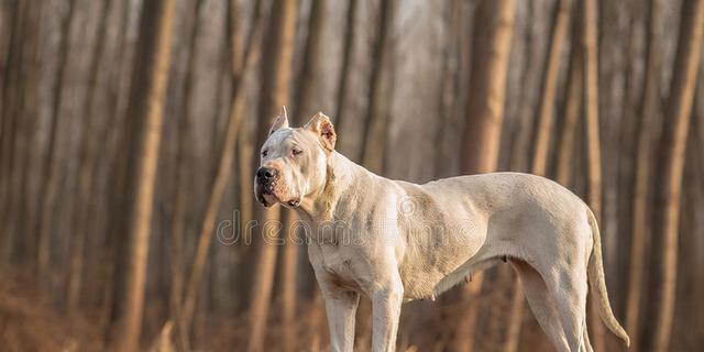 如何饲养健康快乐的阿根廷杜高犬（从日常护理到训练，助你成为优秀的犬主人）