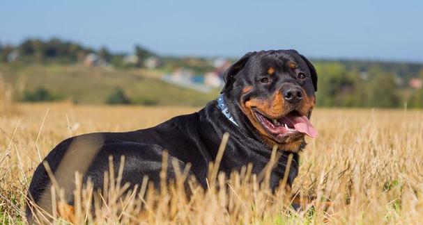 养护以威尔士跳猎犬的全面指南（探究以威尔士跳猎犬的饲养方法及如何成为宠物家庭）