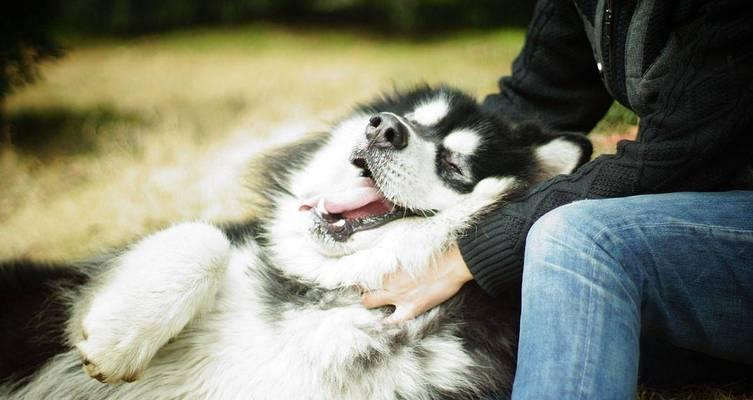 探寻阿拉斯加犬最乖的阶段（揭秘狗狗成长中的重要阶段与训练技巧）