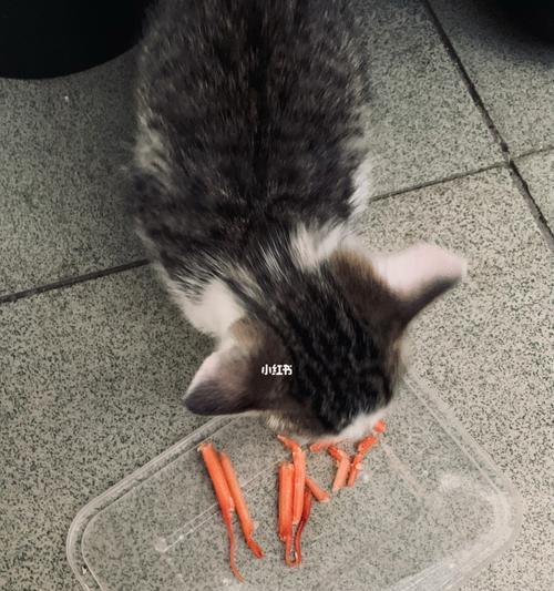 猫咪可以吃虾壳吗？（了解猫咪食物安全与营养均衡）