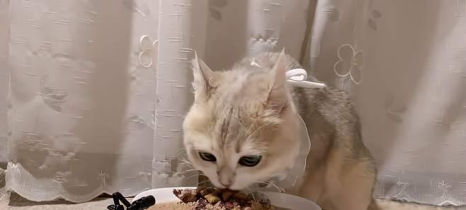 猫牛肉的食用时间（猫牛肉一次可以吃多少分钟？）