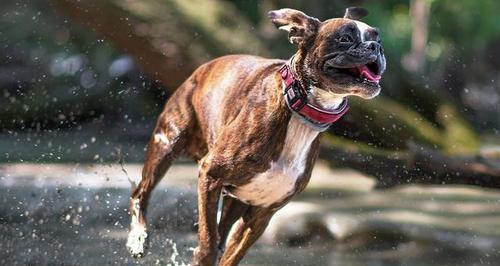 以训拳师犬为目的的宠物培训（让你的宠物学会自卫术，增强亲密感与信赖）