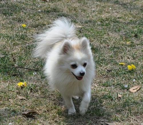 德国狐狸犬的饲养全指南（关爱你的德国狐狸犬，从这里开始）