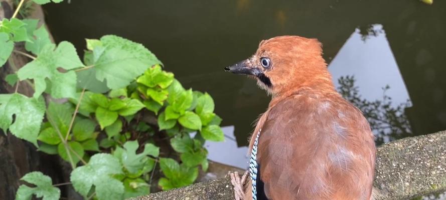 条纹鹎饲养指南（养护技巧、饲料、卫生要点）