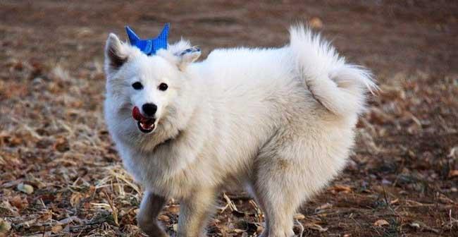 德国狐狸犬的饲养指南（了解德国狐狸犬的品种特征及科学饲养方法）