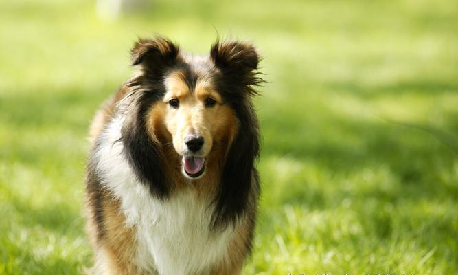 喜乐蒂牧羊犬的饲养方法（从营养、训练到健康，掌握关键技巧）