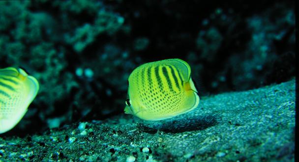 暗带蝴蝶鱼的饲养方法（打造优美水族箱，关注鱼儿健康）