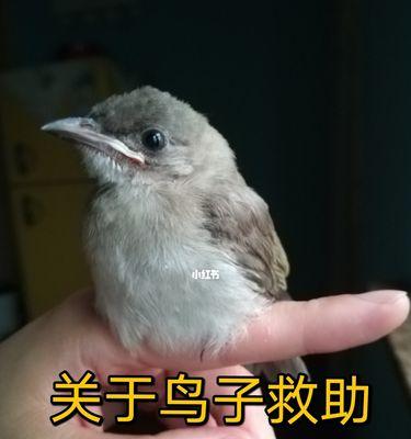 条纹鹎的饲养方法（宠物鸟儿的喂养、训练和健康保健）