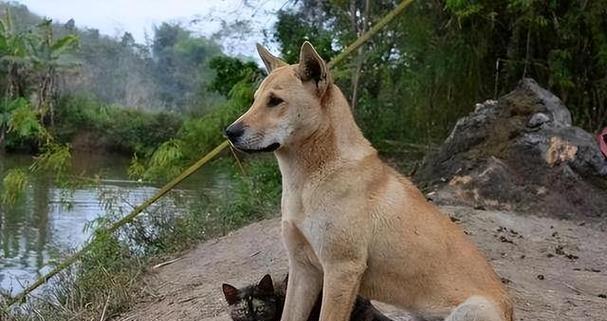 农村看门的哈士奇（如何让哈士奇成为你的最佳看门犬？）