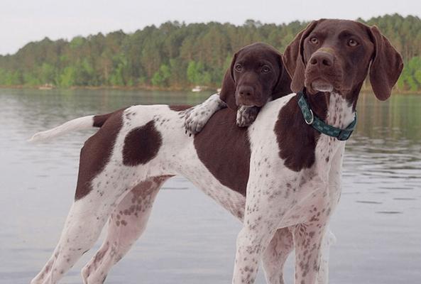 如何养护平毛寻回猎犬？（了解平毛寻回猎犬的特点及生活习性，有效养护爱宠）