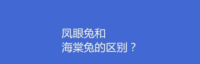 西施兔的饲养方法（打造健康快乐的小家伙）