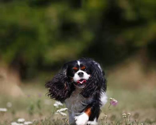 骑士查理王小猎犬的养护方法（养护小技巧，让爱宠更健康）