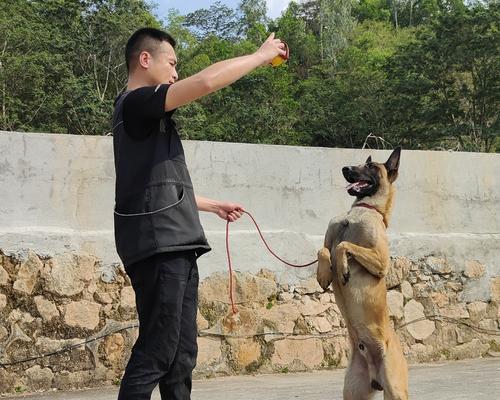 如何进行狗狗衔取训练（建立良好的信任关系，让狗狗快乐地学习吧！）