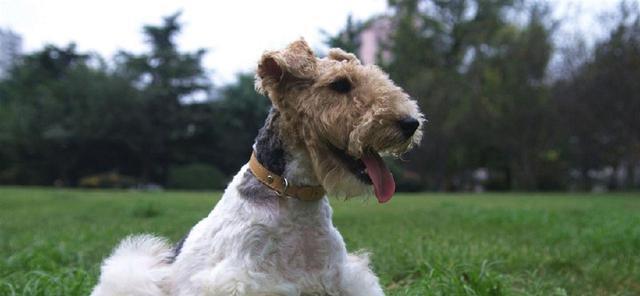 如何科学喂养猎狐梗犬（宠爱你的小狗，从正确喂养开始）