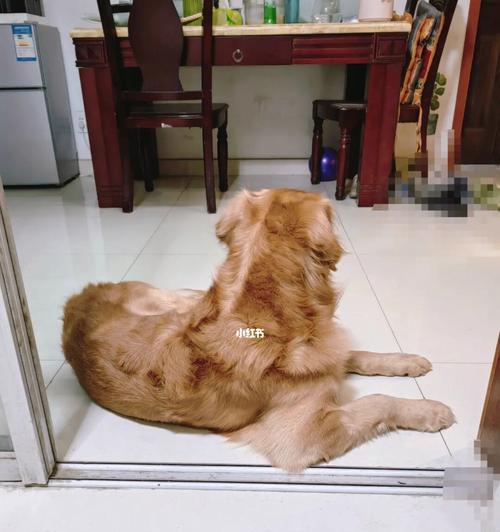 金毛犬洗澡的正确方法（以宠物为主，让你的金毛犬洗个爽快！）