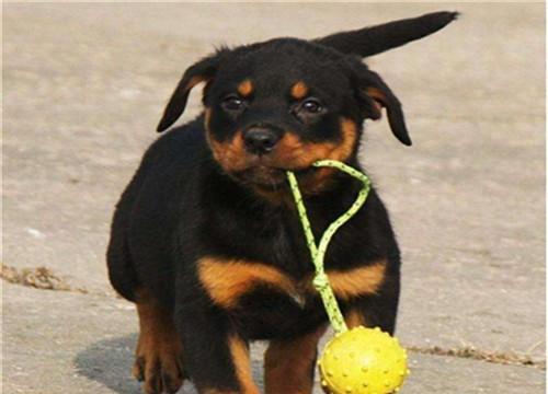 如何科学地为罗威纳犬驱虫（宠物养护的必要性、常见寄生虫及预防方法、药物选择技巧）