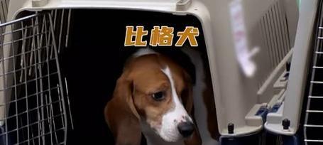 如何辨别比格犬品种（掌握比格犬的特征，了解其品种分类）