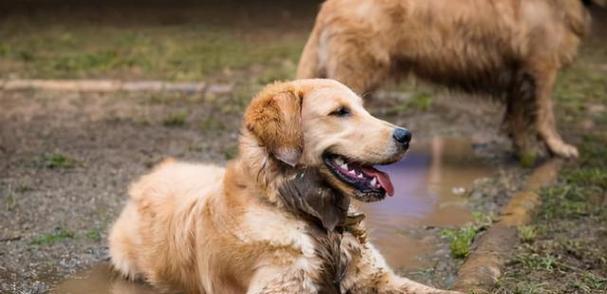 如何正确喂养金毛幼犬？（金毛幼犬饲养注意事项，让你做个称职的宠物主人）