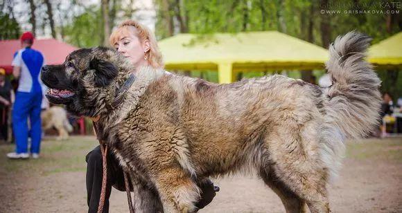 高加索犬洗澡全攻略（关键步骤、注意事项，轻松给狗狗洗个舒适澡）