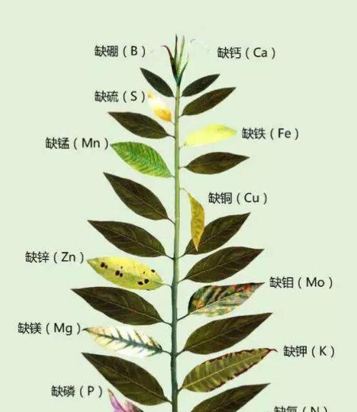 以针嘴鱼为宠物的全面饲养指南（掌握关键技巧，让你的针嘴鱼健康快乐成长）