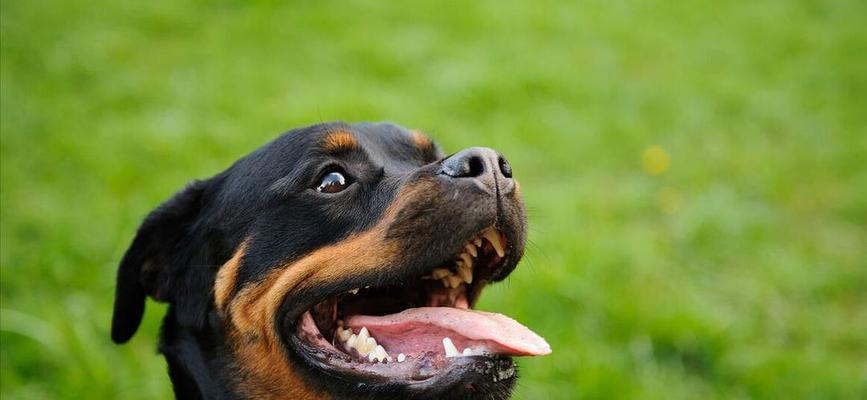 一起来了解罗威纳犬的饮食需求和健康问题，让你的宠物更健康更幸福