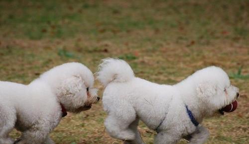 卷毛寻回犬的饲养全指南（如何让你的卷毛寻回犬健康快乐地成长）