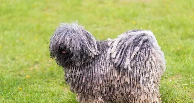 如何饲养可蒙犬（了解可蒙犬的特点和饲养要点，打造快乐健康的生活环境）