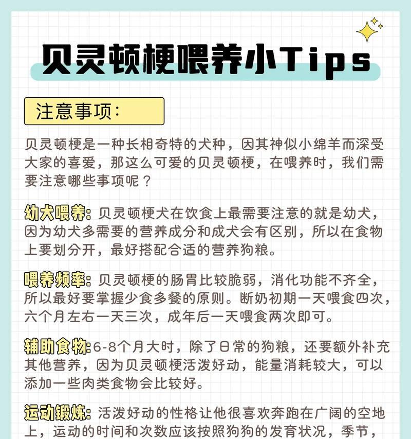 如何训练贝灵顿梗成为完美宠物（以贝灵顿梗的训练方法为主题，从基础训练到高级技巧全面介绍）