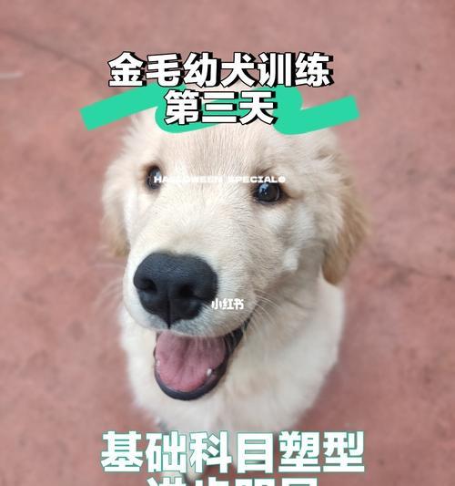 如何进行幼犬家庭训练（以宠物为主，让幼犬成为您的好伙伴）