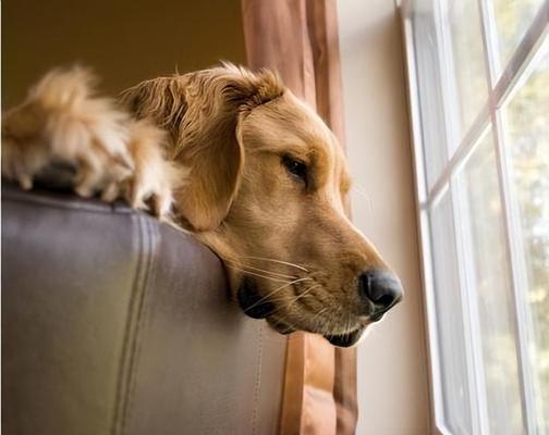 狗狗也有恐惧心理（探究宠物恐惧症的症状、原因及治疗方法）