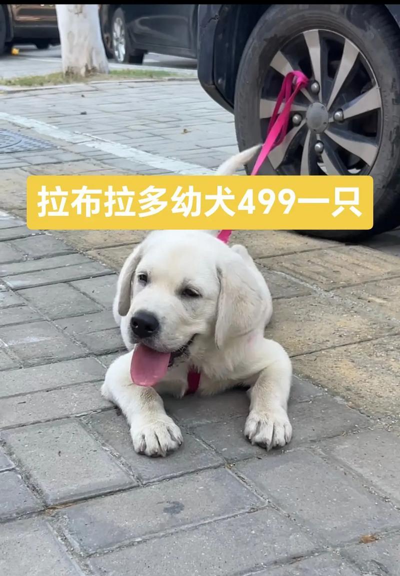 拉布拉多犬的喂养与护理（以宠物为主，打造健康快乐的生活）