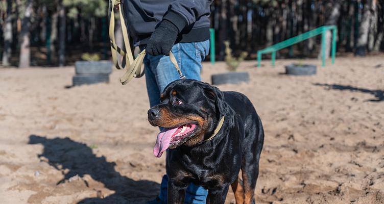 罗威纳犬训练指南（从宠物到守卫，让你的罗威纳犬成为你最忠实的伙伴）